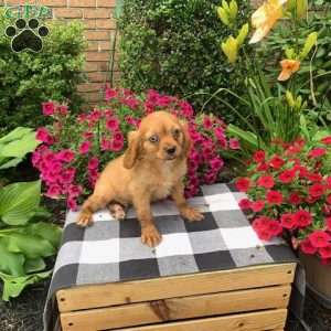 Rustie, Cavalier King Charles Spaniel Puppy